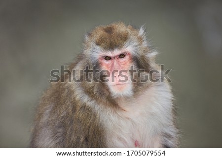 Similar – Image, Stock Photo Berber monkey Circus Zoo