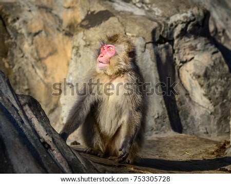 Japanese macaque (Macaca fuscata), or snow monkey on a rocky forest in japan