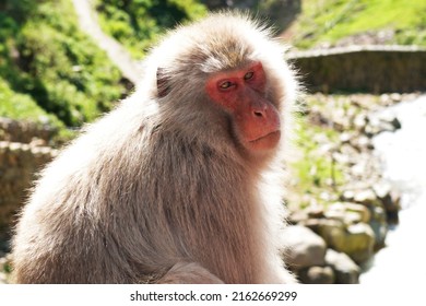 Japanese Macaque Monkey Face Profile