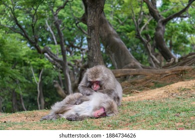 Japanese macaque monkey grooming another macaque