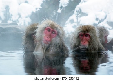 Japanischer Makaken-Affe in heißen Quellen