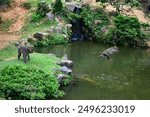 A Japanese macaque monkey jumps into a pond at Iwatayama Monkey Park in Kyoto, Japan