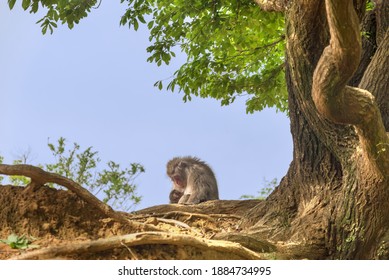 Japanese macaque monkey mother feeding a young baby