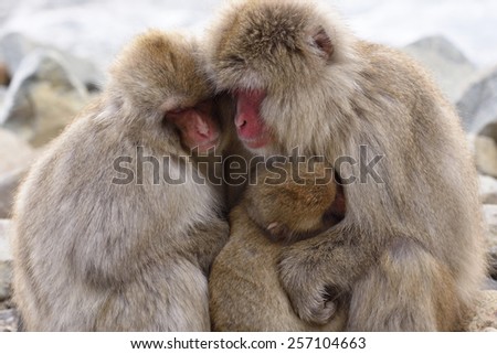 Japanese macaque parent and child sleeping hugging each other.