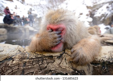 A Japanese Macaque, reacting exhausted due to all the papparazzi.
