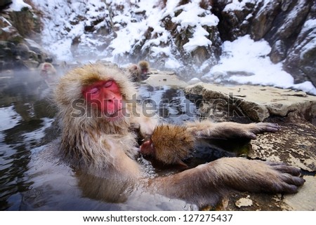 A Japanese Macaque relaxes in the hot spring protecting its young.