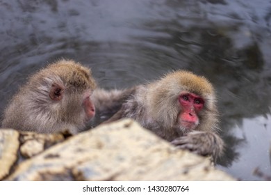 Japanese Macaque Or Snow Monkey Checking For Fleas And Ticks In A Natural Onsen (hot Spring), Located In Jigokudani Park, Yudanaka. Nagano Japan.