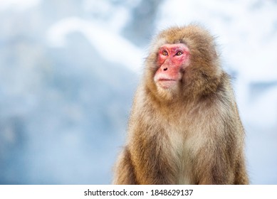 Japanese Macaque - Snow Monkey Japan