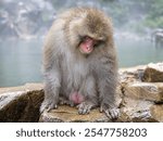 Japanese Macaque or snow monkey sitting beside  the steaming hot spring water at Yudanaka, Japan