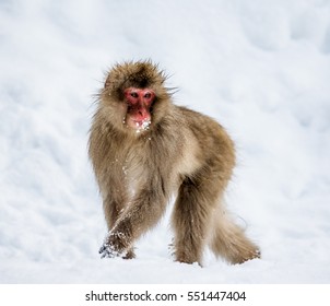 Japanese Macaque standing on the snow. Japan. Nagano. Jigokudani Monkey Park. An excellent illustration.