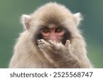 A Japanese Macaque stares at the camera as it eats something from its hand. 