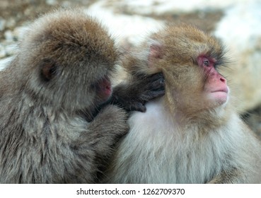 Japanese Macaques Is Grooming, Checking For Fleas And Ticks.  Scientific Name: Macaca Fuscata, Also Known As The Snow Monkey. Natural Habitat, Winter Season.