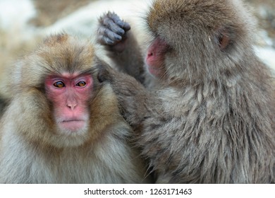 Japanese Macaques Is Grooming, Checking For Fleas And Ticks.  Scientific Name: Macaca Fuscata, Also Known As The Snow Monkey. Natural Habitat, Winter Season.