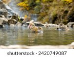 Japanese macaques or Snow Monkeys dipping in an onsen during the autumn season.  