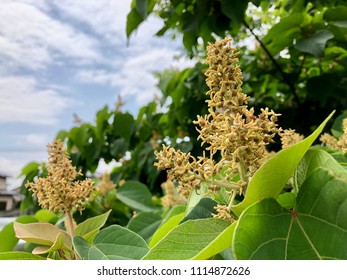 Japanese Mallotus flowers - Shutterstock ID 1114872626