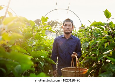 Japanese man wearing cap standing in vegetable field, holding basket, looking at camera. - Shutterstock ID 1823128490