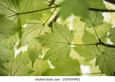 Japanese Maple Acer Leaf Tree Canopy