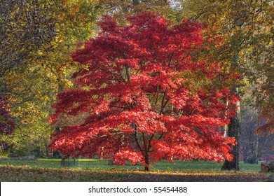 Japanese Maple - Acer Palmatum