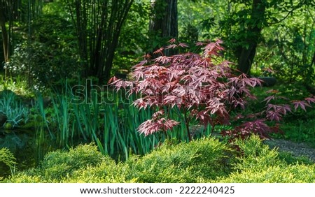 Japanese maple Acer palmatum Atropurpureum on shore of beautiful garden pond. Young red leaves against blurred green plants background. Spring landscape, fresh wallpaper, nature background concept 