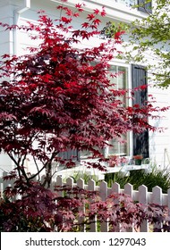 Japanese Maple Against White House Fence Nature Stock Image 1297043