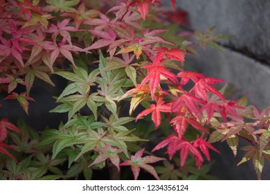 Japanese Maple Beni Maiko