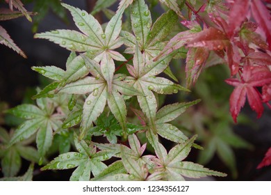 Japanese Maple Beni Maiko