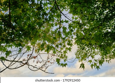 Japanese Maple Canopy Against Blue Sky