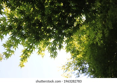 Japanese Maple Canopy Backlit By The Sun