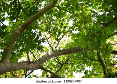 Japanese Maple Canopy Of Green Leaves And Branches.