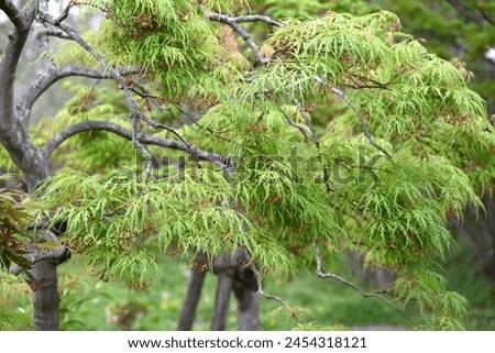 Similar – Image, Stock Photo A fresh ornamental maple leaf