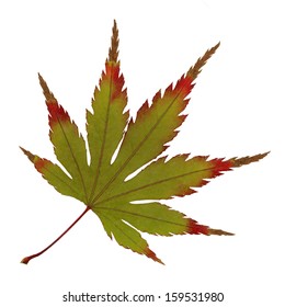 Japanese Maple Leaf