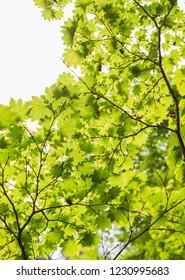 Japanese Maple Leaf Canopy