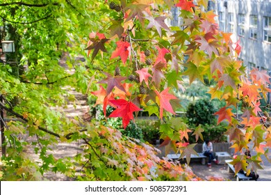 Japanese Maple Leaf With Greenery Background, Autumn Foliage At Garden Of Tokai University In Japan, Abstract Background Of Beautiful And Peaceful Garden