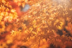 Japanese Maple Leaf Orange Color In Sunlight , Autumn Season