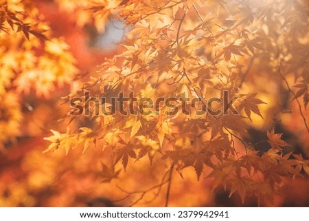 Japanese maple leaf Orange color in sunlight , autumn season