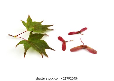 Japanese maple leaves and bright red seeds on white background in horizontal format