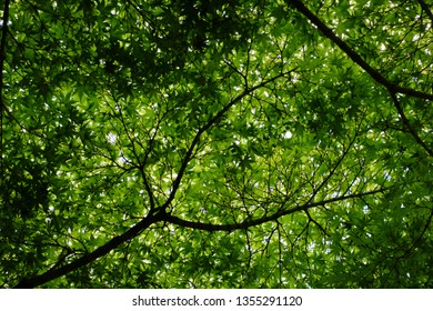 Japanese Maple Leaves Create A Canopy Of Solid Green Foliage.