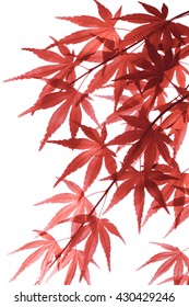 Japanese Maple Leaves In Fall