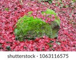 Japanese maple leaves fell on mossy stone in a Maine autumn.