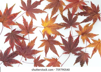 Japanese Maple Leaves On A White Background