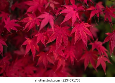 Japanese maple leaves turn red in winter