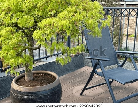 Japanese maple on the balcony. Acer palmatum 'Dissectum'. Grey garden chair. The leaves of Acer palmatum 'Dissectum' are bright green in summer and turn a beautiful orange-yellow color in autumn