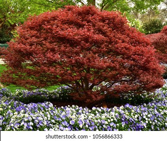 Japanese Maple Tree