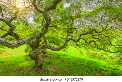 Japanese Maple Tree 