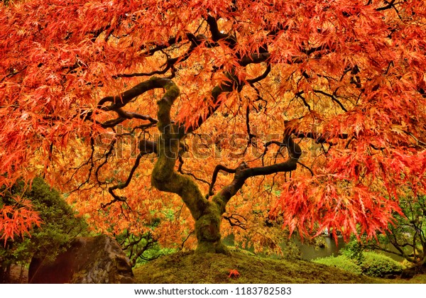 Japanese Maple Tree in Autumn with vivid colors in\
Portland Garden
