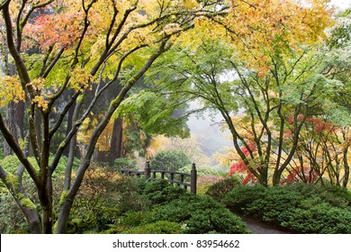 Japanese Maple Tree Canopy By The Bridge In Fall