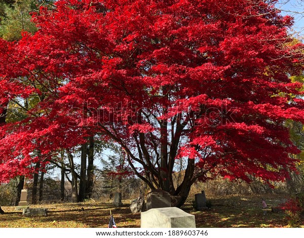 Japanese Maple tree in\
cemetary