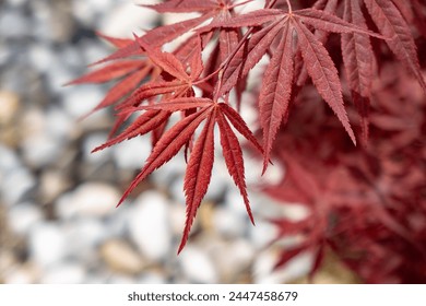 Japanese maple tree close up leaves, also known as Acer palmatum or palmate maple. Arkivfotografi