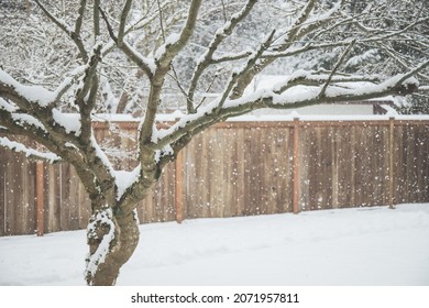 Japanese Maple Tree Covered In Snow In Winter