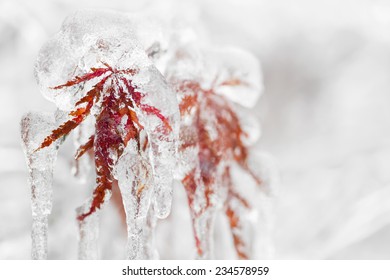 Japanese Maple Tree Leaves Covered In Ice And Icicles During Winter